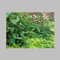 IMG_0730_G.jpg