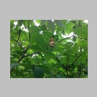 IMG_0740_G.jpg