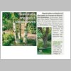 BirkenUnterpflanzung.html