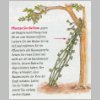 RamblerRosen.html