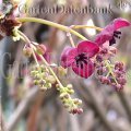 Akebia quinata Kletterpflanzen Schatten 