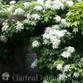 Hydrangea petiolaris Kletterpflanzen Schatten 