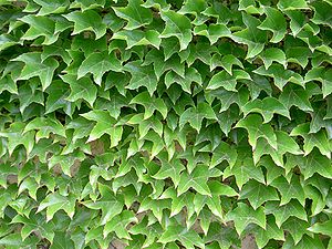 Dreispitzige Jungfernrebe (Parthenocissus tricuspidata)