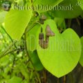 Aristolochia macrophylla Kletterpflanzen Schatten 