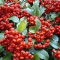 Pyracantha coccinea Kletterpflanzen Schatten 