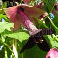 Rhodochiton atrosanguineus Kletterpflanzen Schatten 