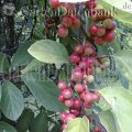 Schisandra chinensis Kletterpflanzen Schatten 