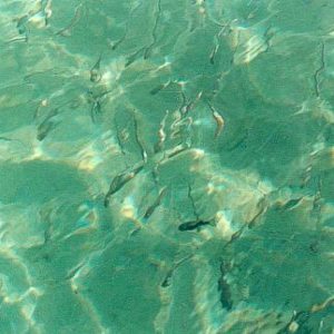 kleine Fische
