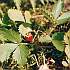 Erdbeeren