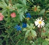Rosa Blumen (Klee), blaue Blumen, Margeriten