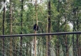 B?r im Baum